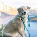 12KN Heavy Duty Carabiner Clips - Favofit 3.2'' Small Carbineers for Hiking Camping Hammocks Keys Keychains Dog Leashes - Ideal for Outdoor Enthusiasts