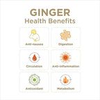 The Ginger People Ginger Rescue Chewable Tablets Drug Free Digestive Health, Strong Ginger Flavor, 0.55 Oz, 240 Tablets, (Pack of 10)