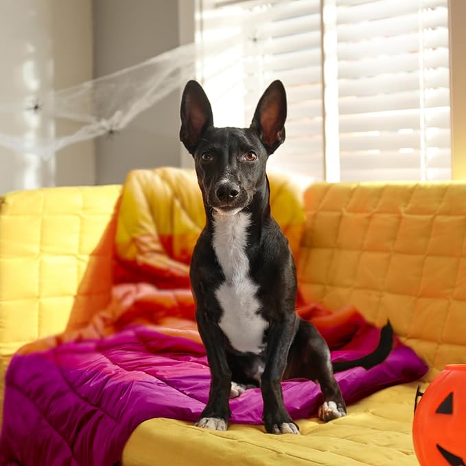 zzlamb Camping Blanket, Outdoor Lightweight Travel Blanket Puffy Portable Down Alternative, Windproof Warm Cloak with Snaps, Cozy Quilt Backpacking Picnic RV Plane Car Hammock Beach Climbing