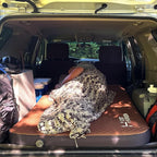 LOSTHORIZON Air & Foam Camping Mattress, Self-Inflating Sleeping Pad, 4.5" Thick, with Air Pump, Twin