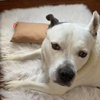 Pipsqueak Small Pillow - Mini 11 x 7 inches - Tiny Pillow for Travel, Dogs, Toddlers, Kids, Lumbar, Knees and Neck - Gray