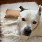 Pipsqueak Microfiber Pillow - Small, Mini, Tiny - 11 x 7 in - Perfect for Travel, Cars, Airplanes, Camping, Dogs, Toddlers, Kids, Lumbar, Knees and Neck - Ages 2 Yrs and Up